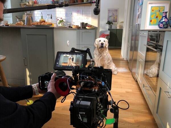 Hund - Bosse, Golden retriever 