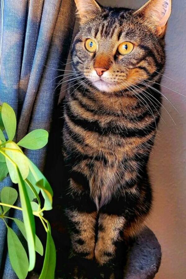 Katt - Nissvald/Nisse