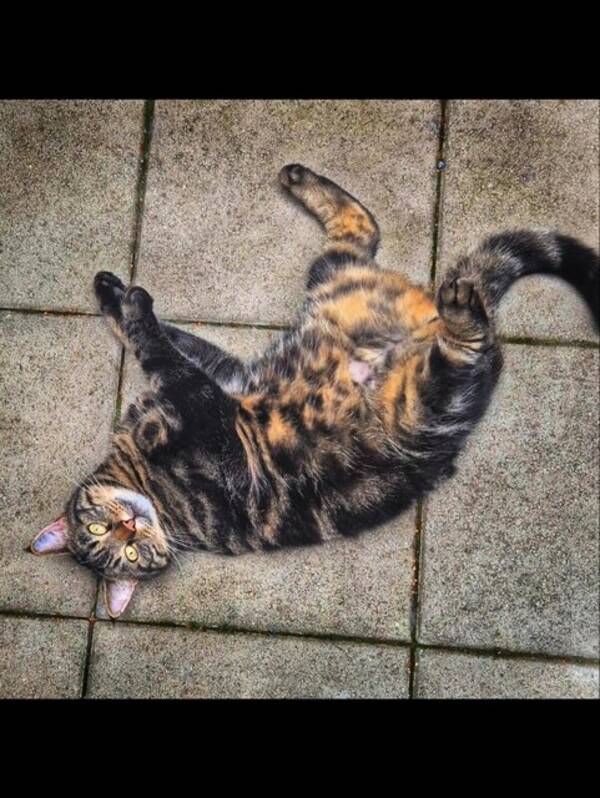 Katt - Nissvald/Nisse