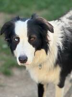 Blåögd bordercollie kenzo