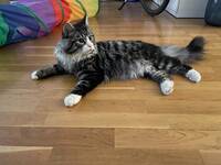 Dino, Norsk skogskatt