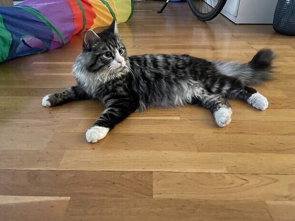 Katt - Dino, Norsk skogskatt