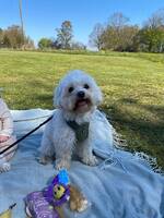 Marva- bichon frisé malteser