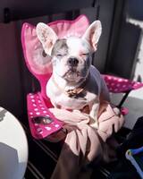 Fransk bulldog Greta