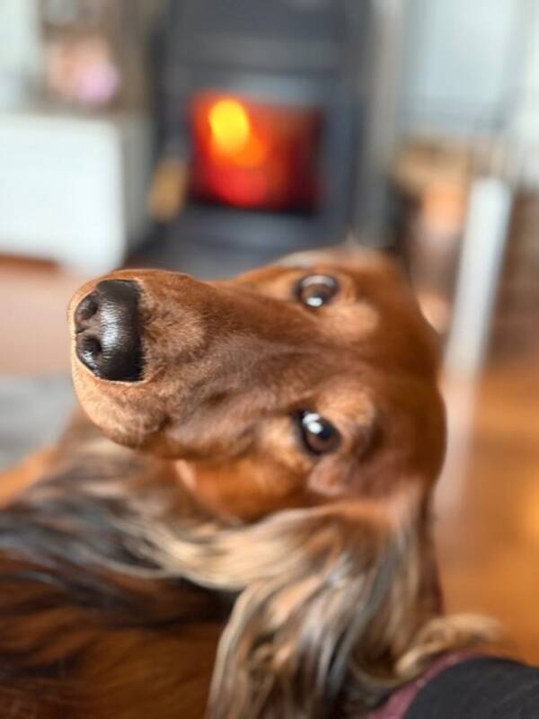 Hund - Langhåret Dachs 