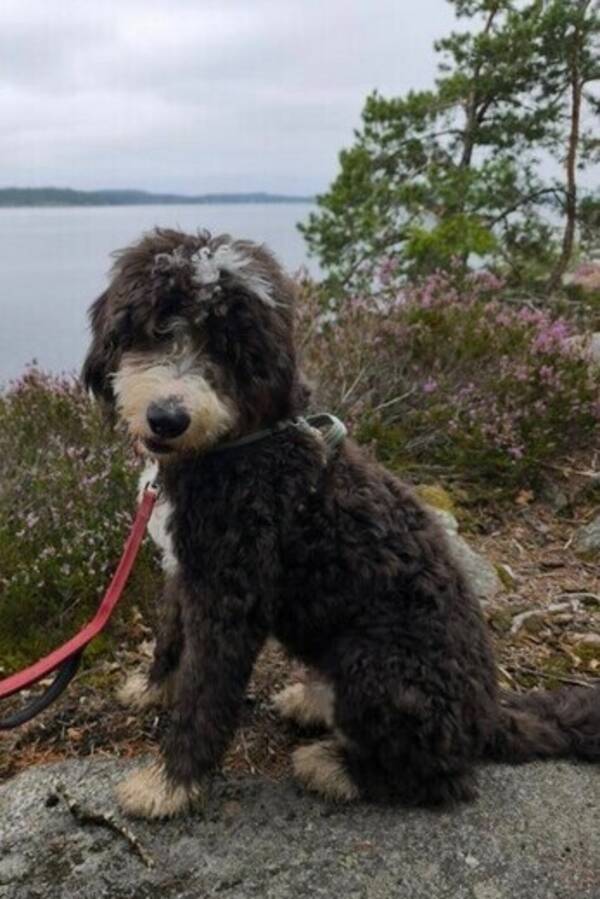 Hund - Bernedoodlen Pepe