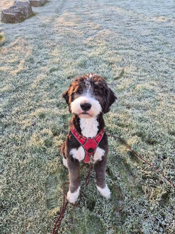 Hund - Bernedoodlen Pepe