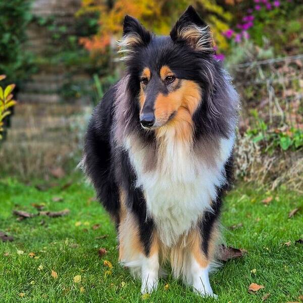 Hund - Collie, Nellie