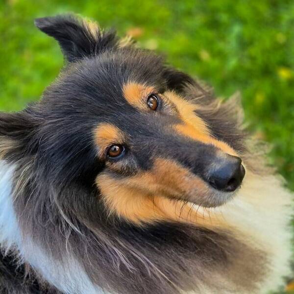 Hund - Collie, Nellie