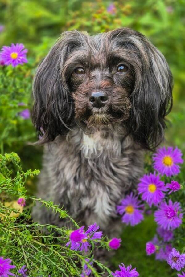 Hund - Papipoo, Tezzie