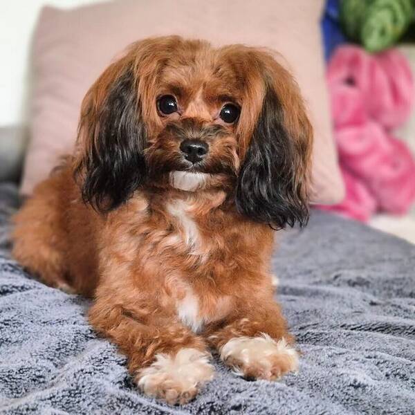 Hund - Hund:Papipoo, Kimmie