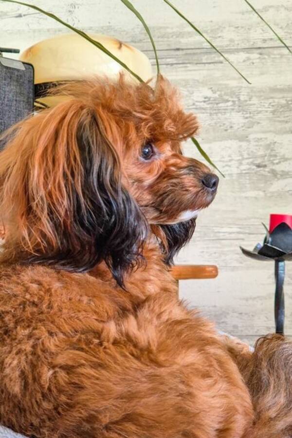 Hund - Hund:Papipoo, Kimmie