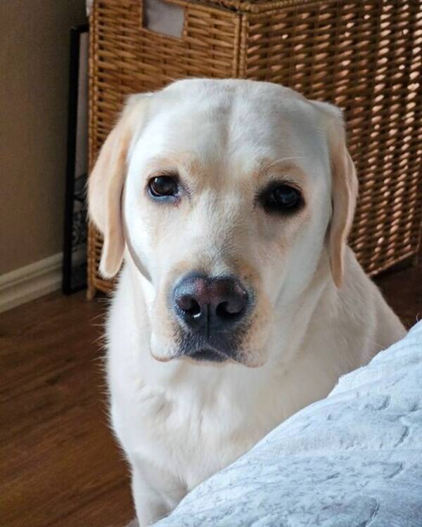 Hund - Labradoren Luna