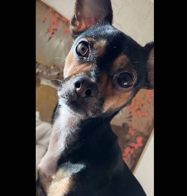 Hund - Chihuahua/Pinscher