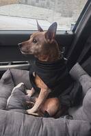 Dvärg pinscher / pinscher