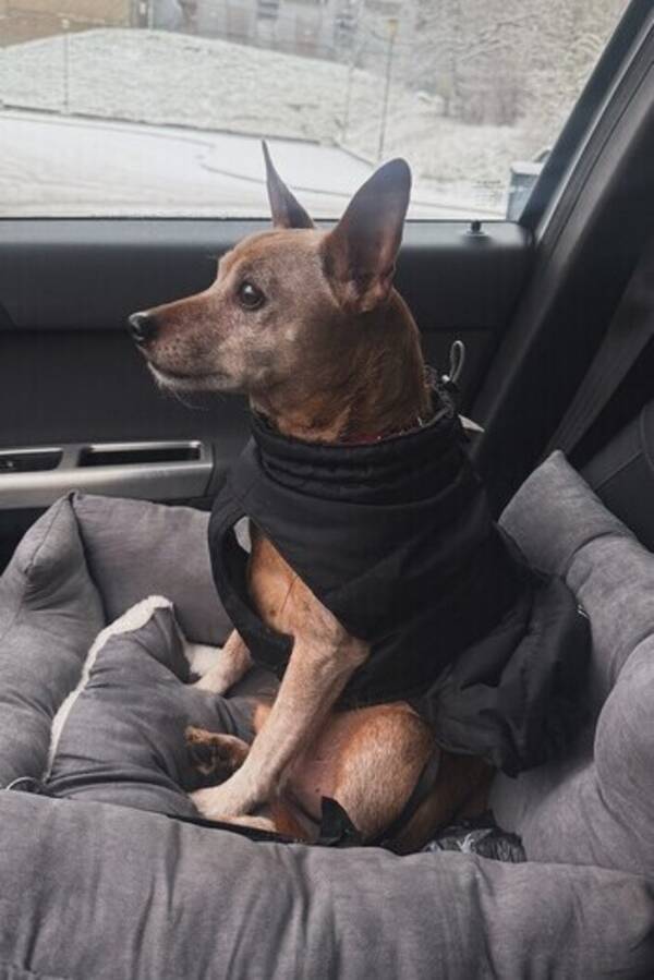 Hund - Dvrg pinscher / pinscher