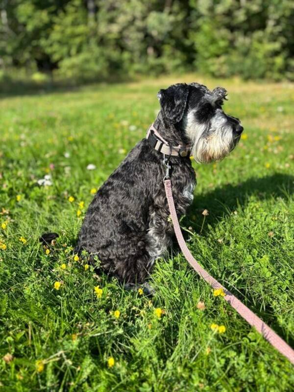 Hund - Dvergschnauzer Zelda