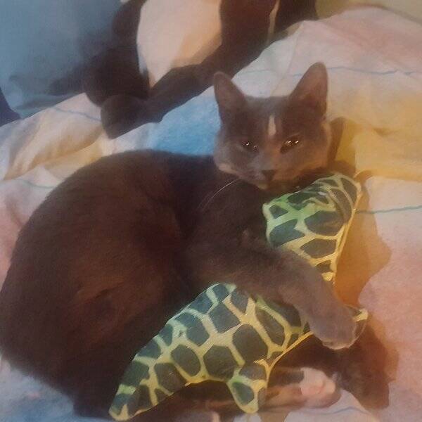 Katt