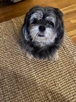 Supertiggarhunder Morrison