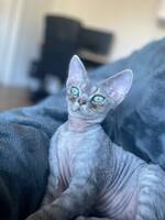 Devon Rex ozzy