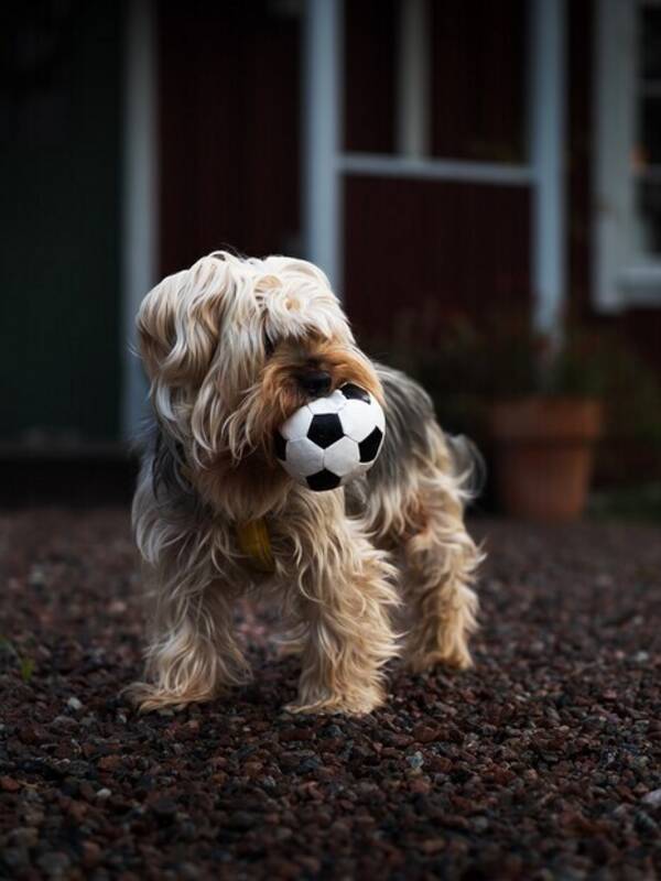 Hund - Den frvuxna yorkien Majjo