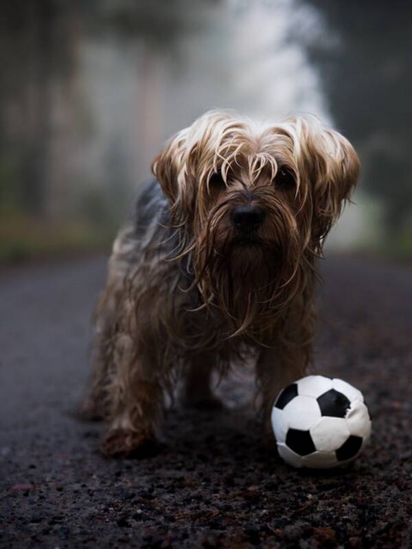 Hund - Den frvuxna yorkien Majjo