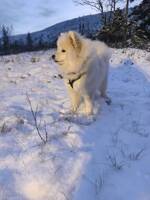 Samojed