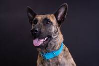 Rxy Holländsherdehund/ Malenois