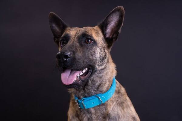 Hund - Rxy Hollndsherdehund/ Malenois