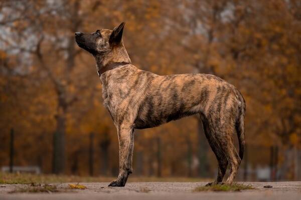 Hund - Rxy Hollndsherdehund/ Malenois