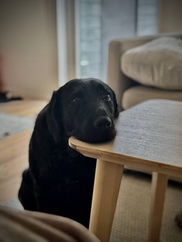 Hund - Labradoodle Lia