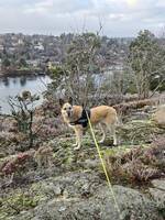 Schferblandning Lora