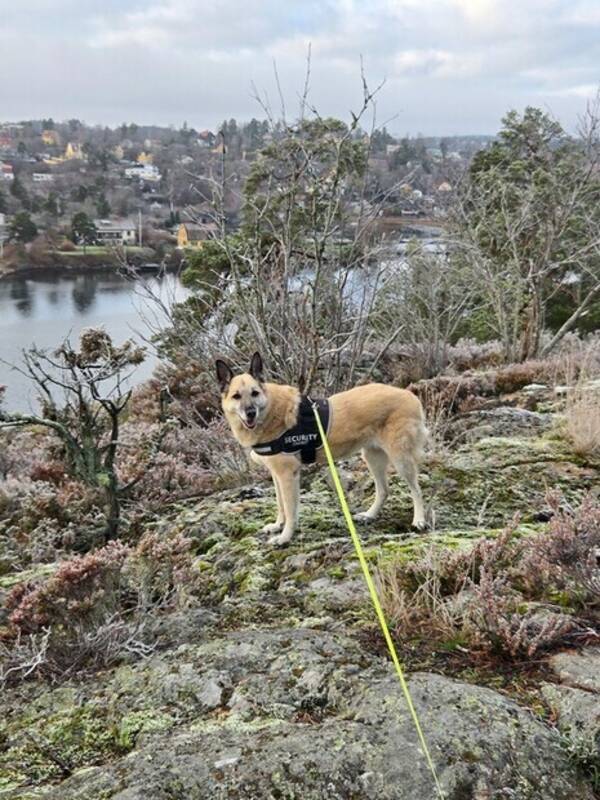 Hund - Schferblandning Lora