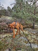 Rhodesian Ridgeback Tyson