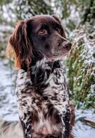 Xena (Kleiner Munsterlander)