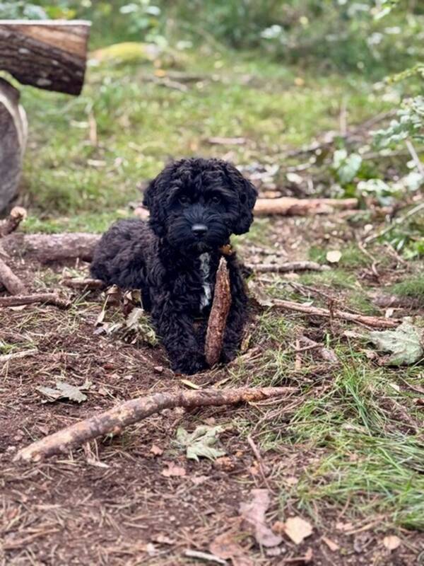 Hund - Cockerpoon Ebba