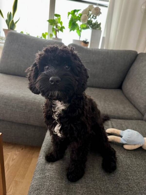 Hund - Cockerpoon Ebba