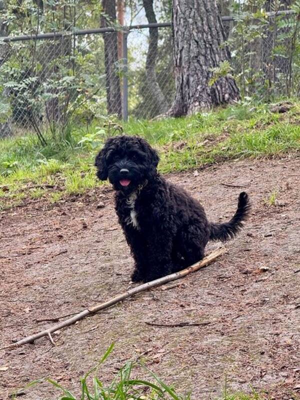 Hund - Cockerpoon Ebba