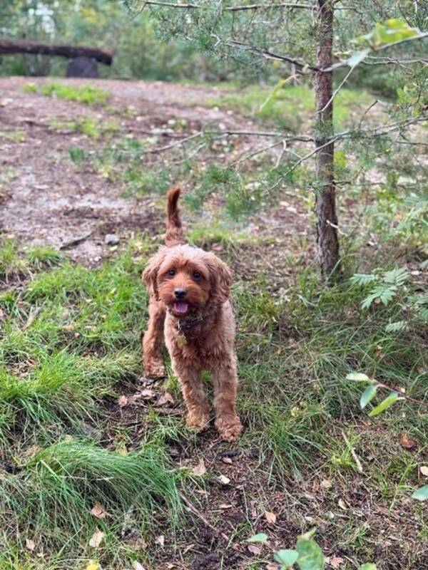 Hund - Cockerpoo Signe