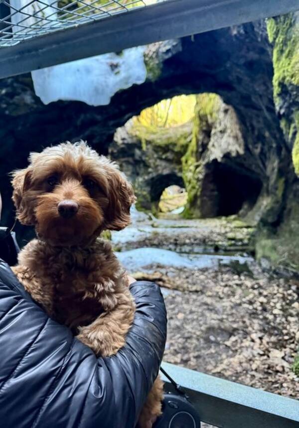 Hund - Cockerpoo Signe