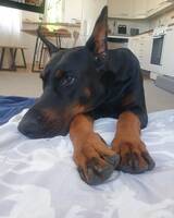 Dobermann Kaj