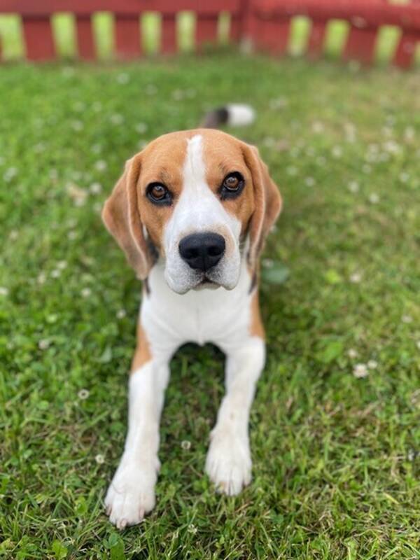 Hund - Beaglen Freddie