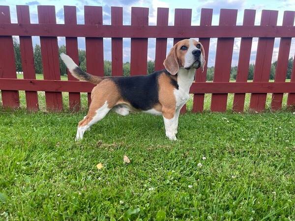 Hund - Beaglen Freddie