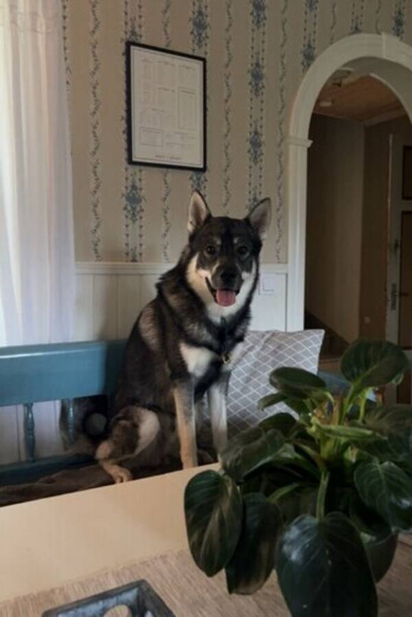 Hund - Jämthunden Levi