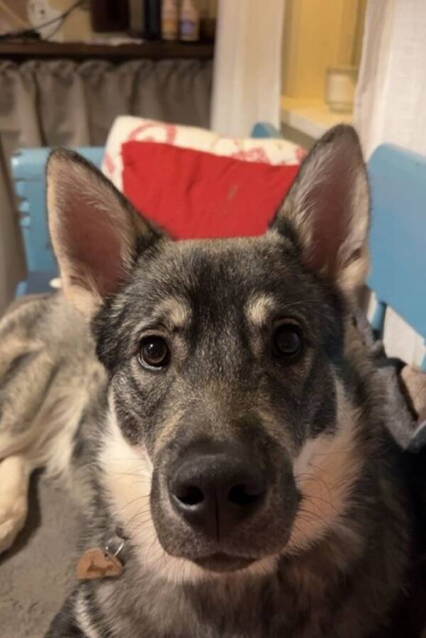 Hund - Jämthunden Levi