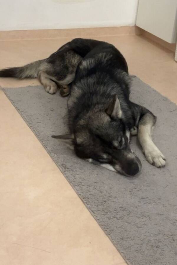 Hund - Jämthunden Levi