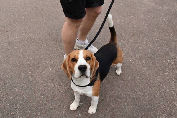 Hund - Beaglen Freddie