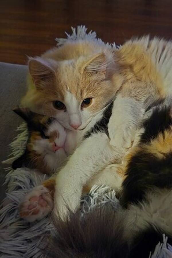 Katt - Teddy och Lilly