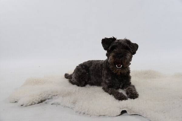 Hund - dvärgsnauzer