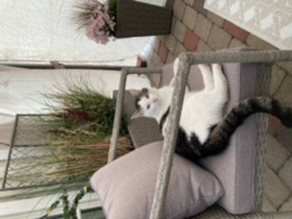 Katt